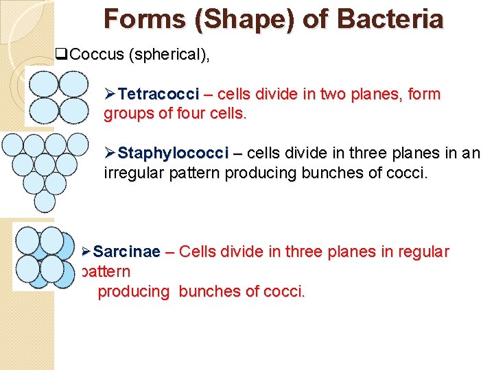 Forms (Shape) of Bacteria q. Coccus (spherical), ØTetracocci – cells divide in two planes,