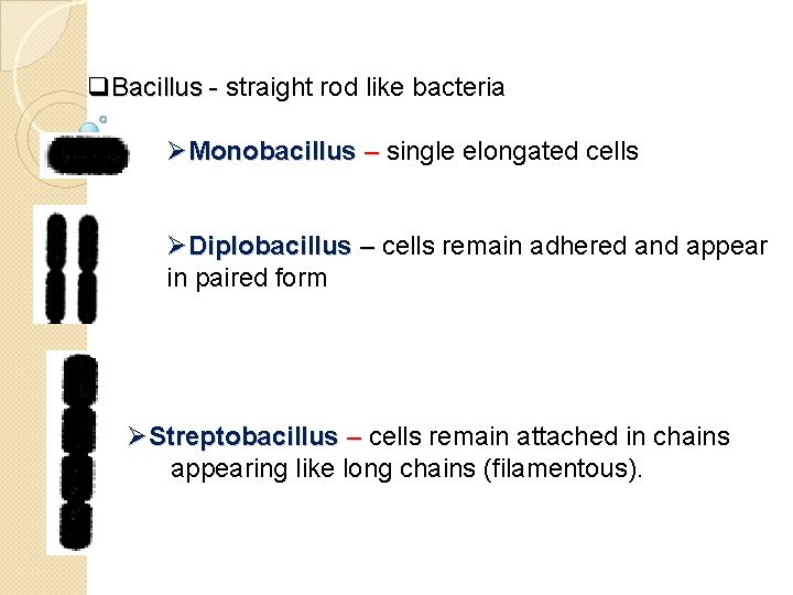 q. Bacillus - straight rod like bacteria Bacillus - ØMonobacillus – single elongated cells