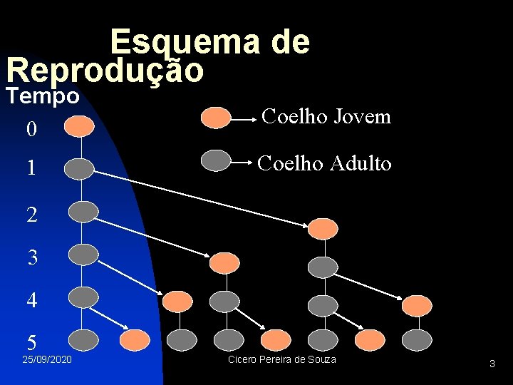 Esquema de Reprodução Tempo 0 1 Coelho Jovem Coelho Adulto 2 3 4 5