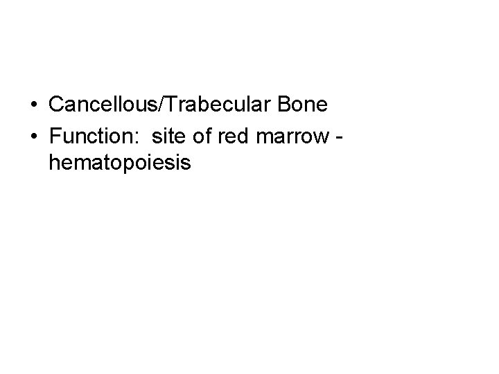  • Cancellous/Trabecular Bone • Function: site of red marrow hematopoiesis 