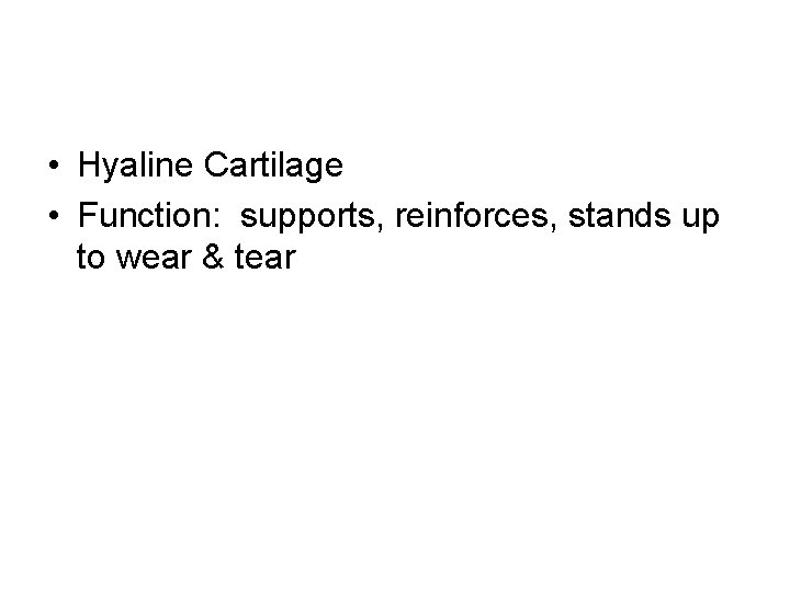  • Hyaline Cartilage • Function: supports, reinforces, stands up to wear & tear