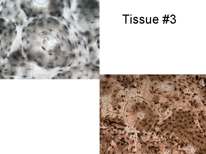 Tissue #3 