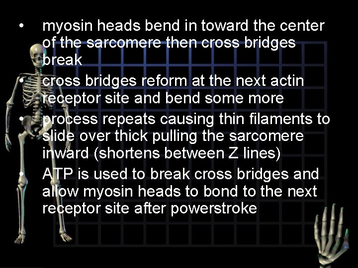  • • myosin heads bend in toward the center of the sarcomere then