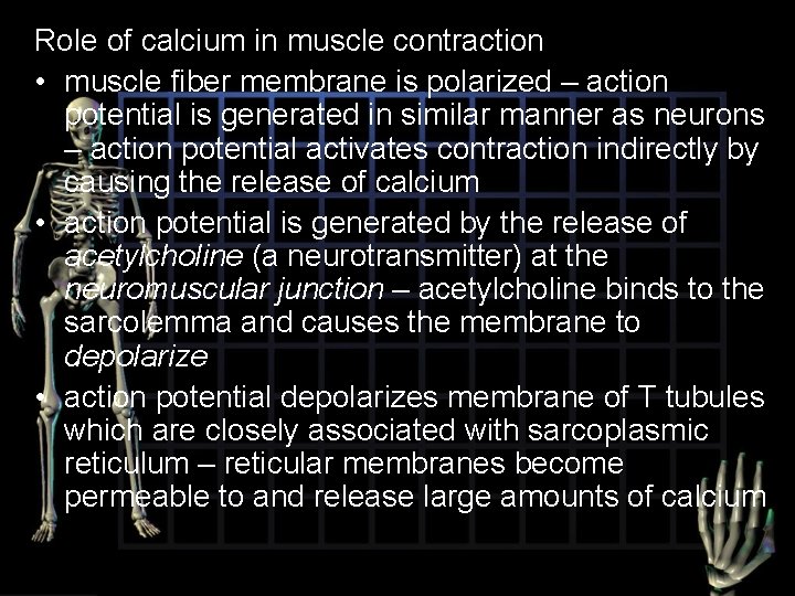 Role of calcium in muscle contraction • muscle fiber membrane is polarized – action