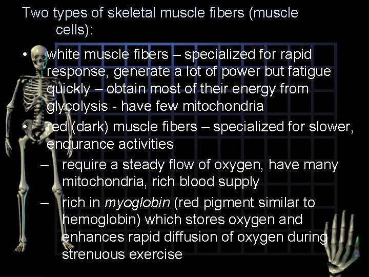 Two types of skeletal muscle fibers (muscle cells): • white muscle fibers – specialized
