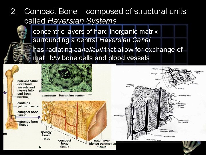 2. Compact Bone – composed of structural units called Haversian Systems – – concentric