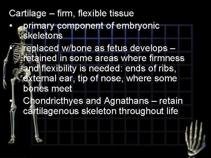 Cartilage – firm, flexible tissue • primary component of embryonic skeletons • replaced w/bone
