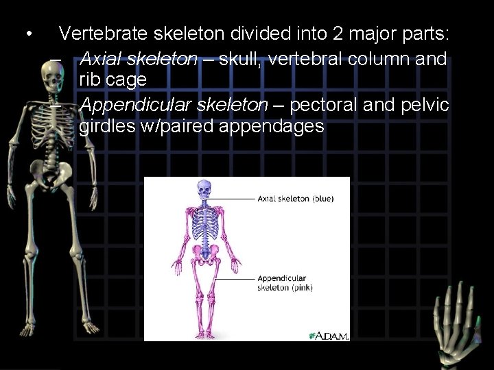  • Vertebrate skeleton divided into 2 major parts: – Axial skeleton – skull,