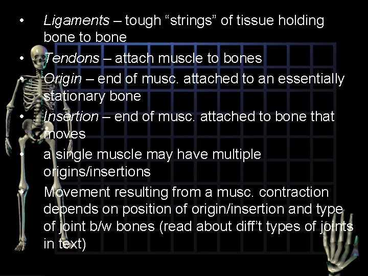  • • • Ligaments – tough “strings” of tissue holding bone to bone