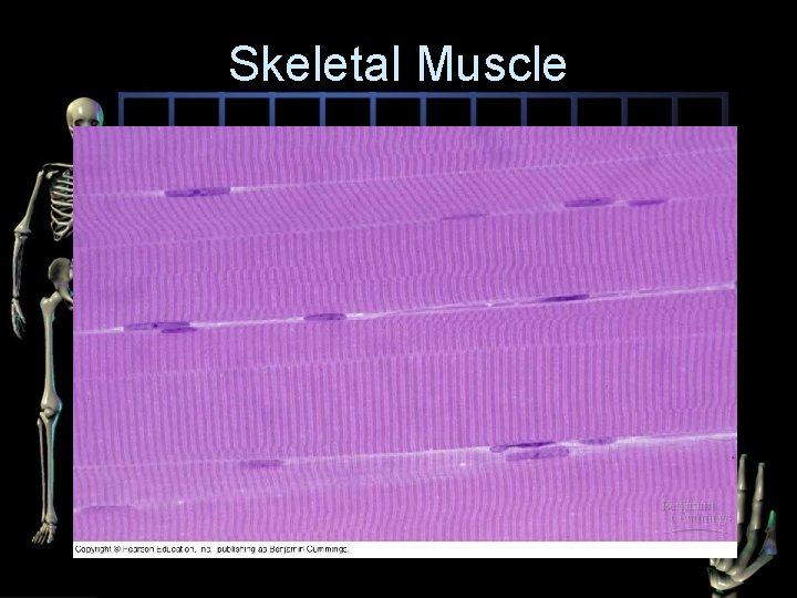 Skeletal Muscle 