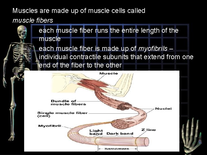 Muscles are made up of muscle cells called muscle fibers – each muscle fiber