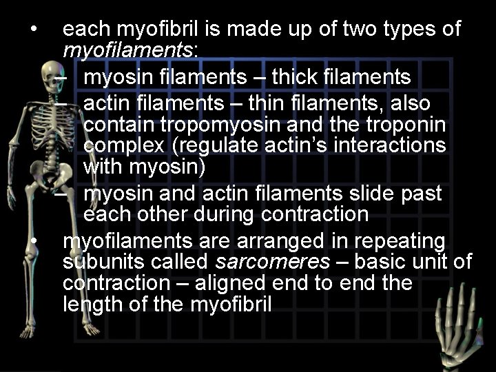  • each myofibril is made up of two types of myofilaments: – myosin