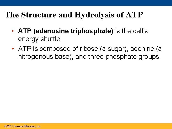 The Structure and Hydrolysis of ATP • ATP (adenosine triphosphate) is the cell’s energy