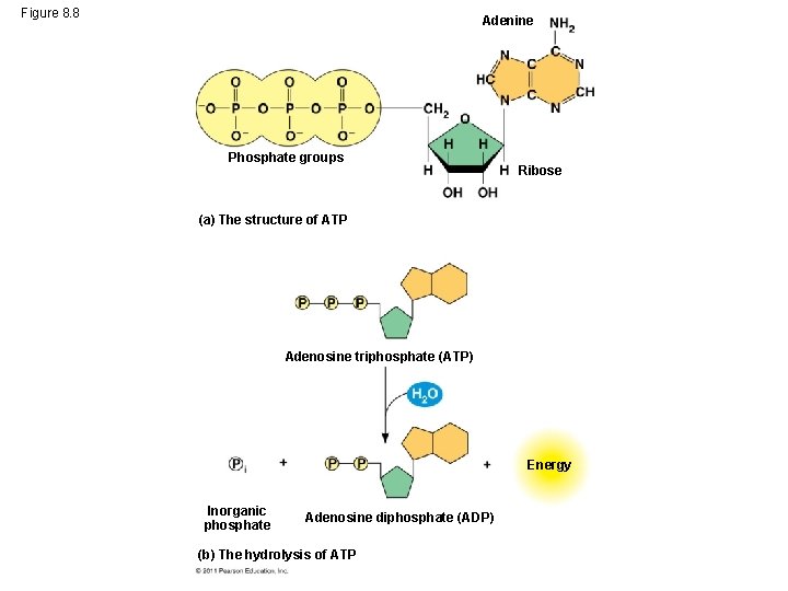 Figure 8. 8 Adenine Phosphate groups Ribose (a) The structure of ATP Adenosine triphosphate