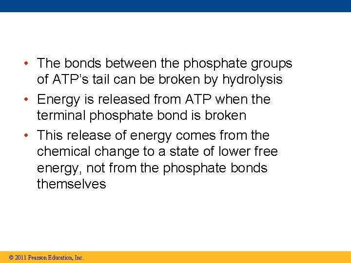  • The bonds between the phosphate groups of ATP’s tail can be broken