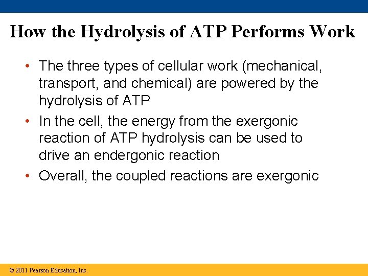 How the Hydrolysis of ATP Performs Work • The three types of cellular work