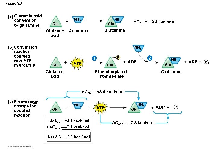 Figure 8. 9 (a) Glutamic acid conversion to glutamine Glutamic acid (b) Conversion reaction
