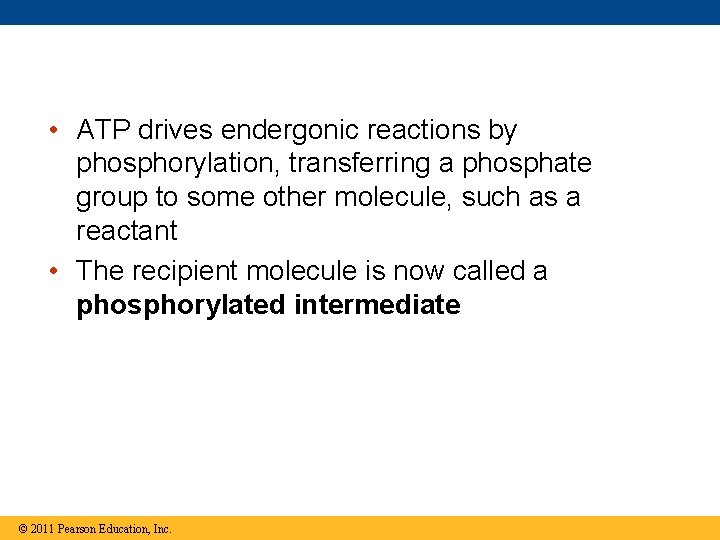  • ATP drives endergonic reactions by phosphorylation, transferring a phosphate group to some