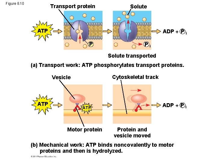 Figure 8. 10 Transport protein Solute ATP ADP P Pi Pi Solute transported (a)
