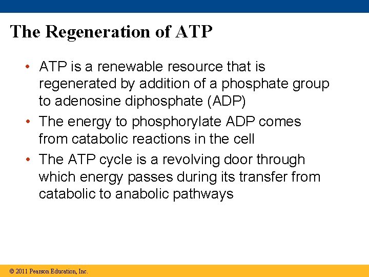 The Regeneration of ATP • ATP is a renewable resource that is regenerated by