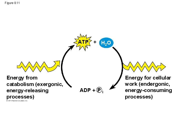Figure 8. 11 ATP Energy from catabolism (exergonic, energy-releasing processes) ADP H 2 O