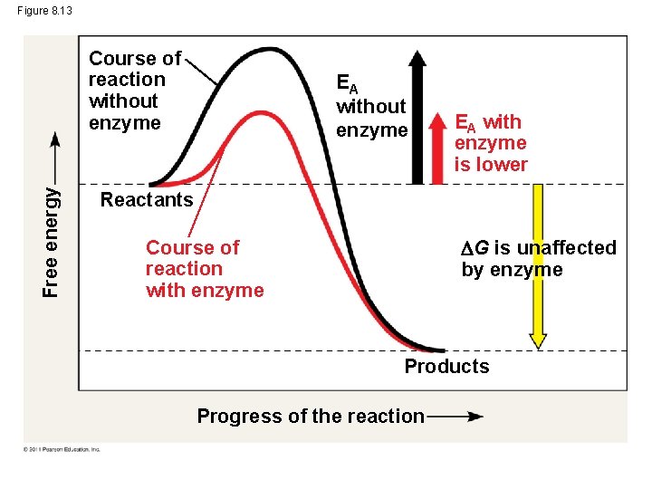 Figure 8. 13 Free energy Course of reaction without enzyme EA with enzyme is
