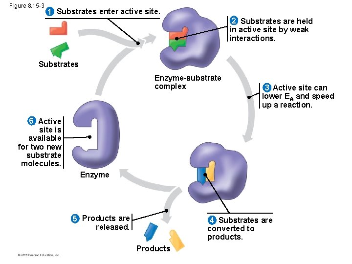 Figure 8. 15 -3 1 Substrates enter active site. 2 Substrates are held in