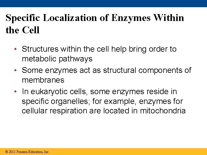 Specific Localization of Enzymes Within the Cell • Structures within the cell help bring