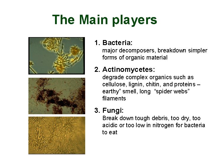 The Main players 1. Bacteria: major decomposers, breakdown simpler forms of organic material 2.