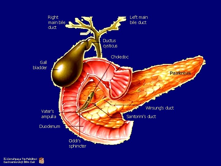 Right main bile duct Left main bile duct Ductus cysticus Choledoc Gall bladder Wirsung’s