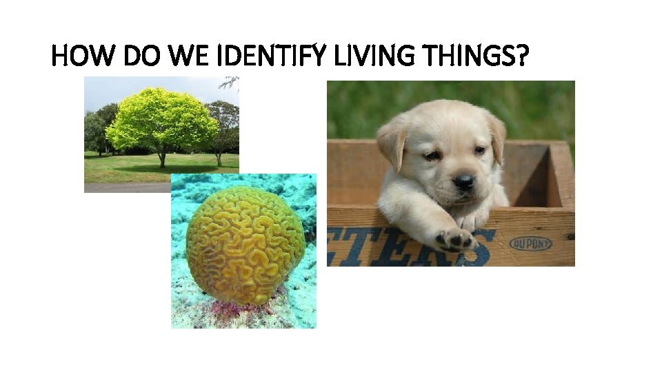 HOW DO WE IDENTIFY LIVING THINGS? 