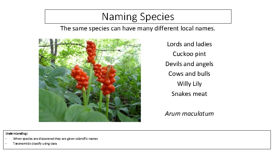 Naming Species The same species can have many different local names. Lords and ladies