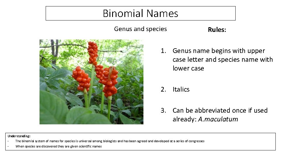 Binomial Names Genus and species Rules: 1. Genus name begins with upper case letter