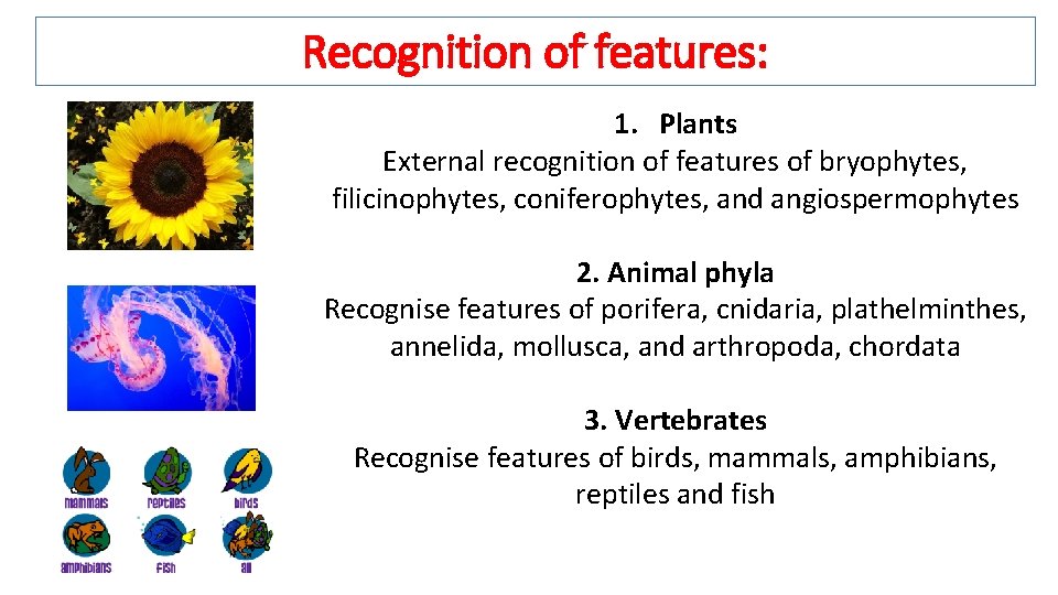 Recognition of features: 1. Plants External recognition of features of bryophytes, filicinophytes, coniferophytes, and