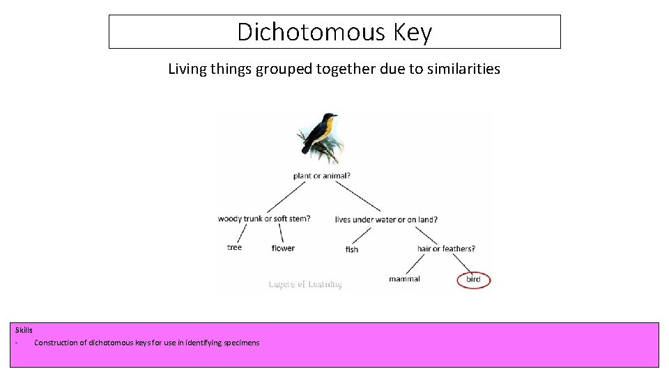 Dichotomous Key Living things grouped together due to similarities Skills Construction of dichotomous keys
