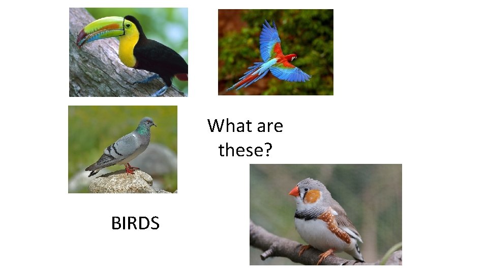 What are these? BIRDS 