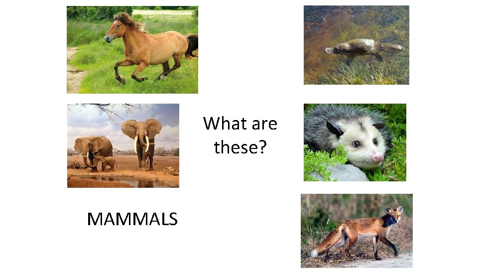 What are these? MAMMALS 