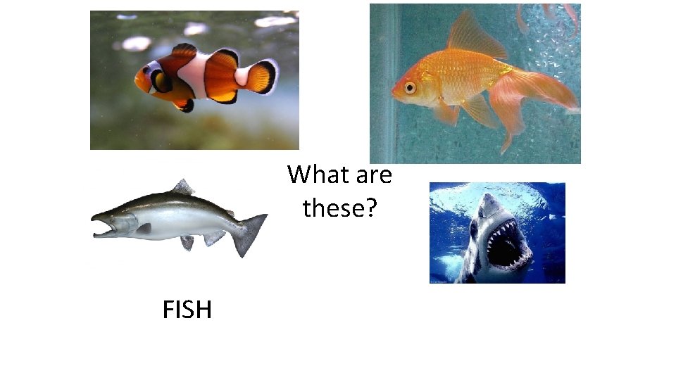 What are these? FISH 