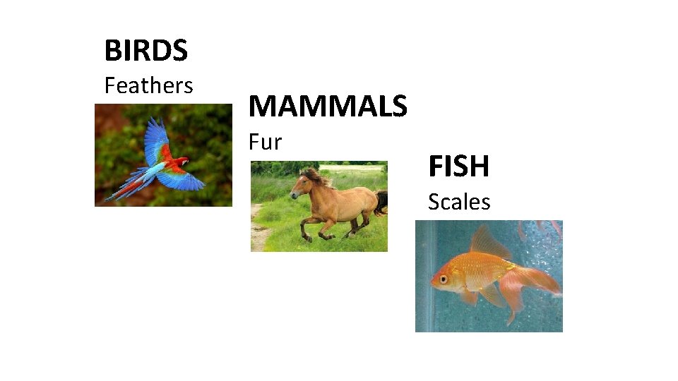 BIRDS Feathers MAMMALS Fur FISH Scales 