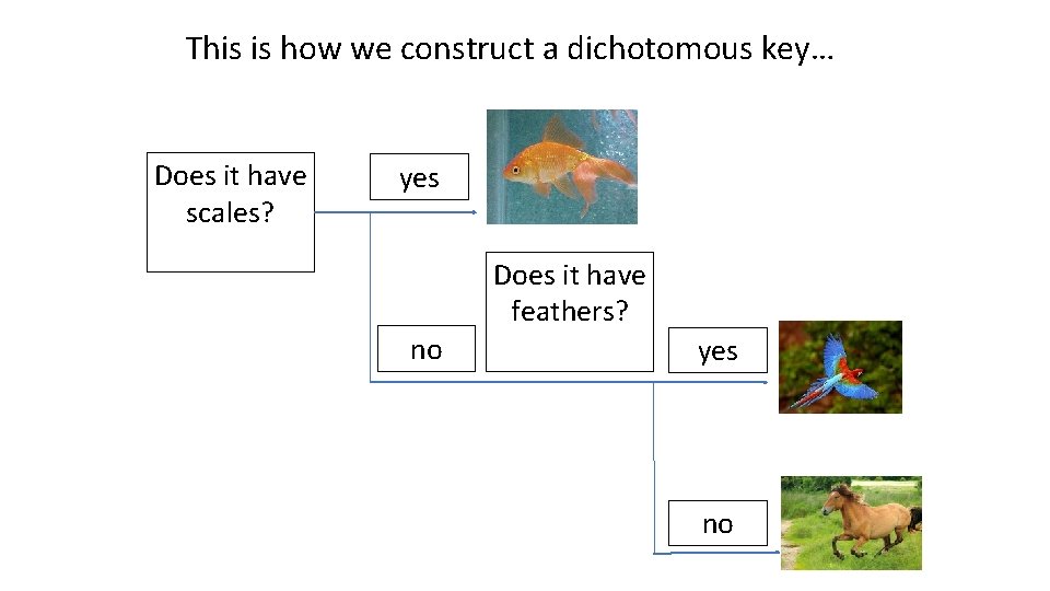 This is how we construct a dichotomous key… Does it have scales? yes Does