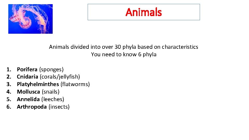 Animals divided into over 30 phyla based on characteristics You need to know 6