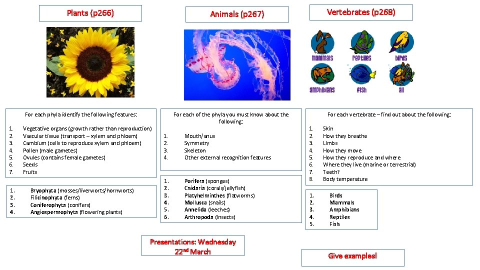 Plants (p 266) For each phyla identify the following features: 1. 2. 3. 4.