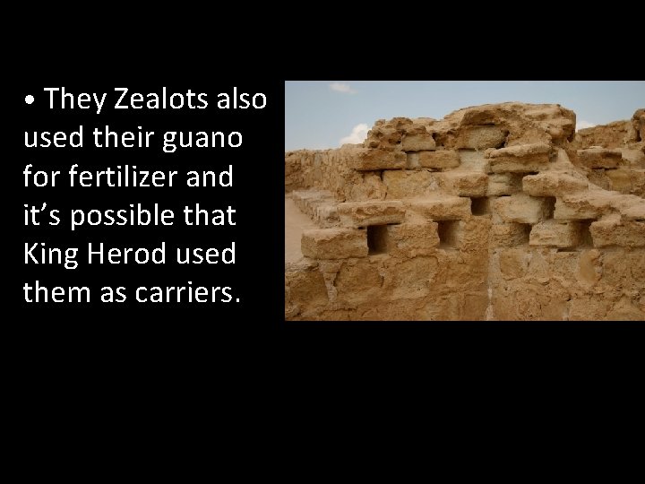  • They Zealots also used their guano for fertilizer and it’s possible that