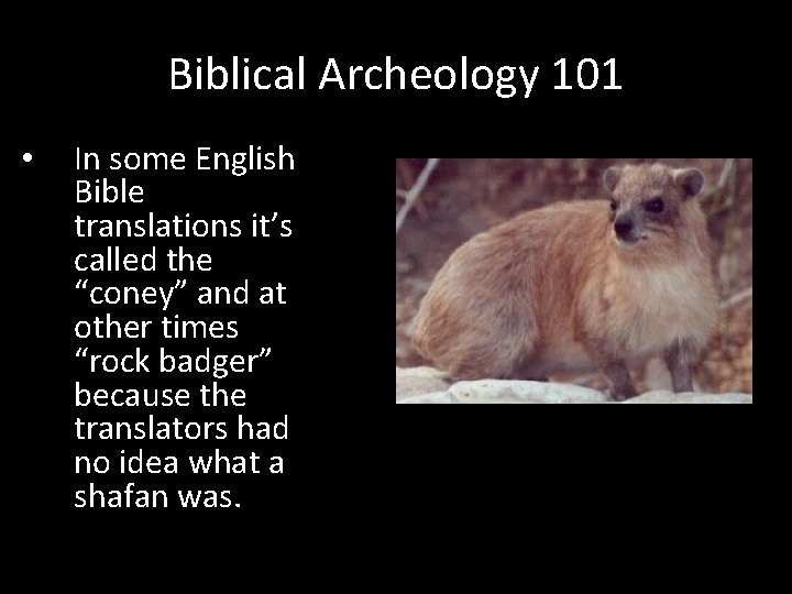 Biblical Archeology 101 • In some English Bible translations it’s called the “coney” and