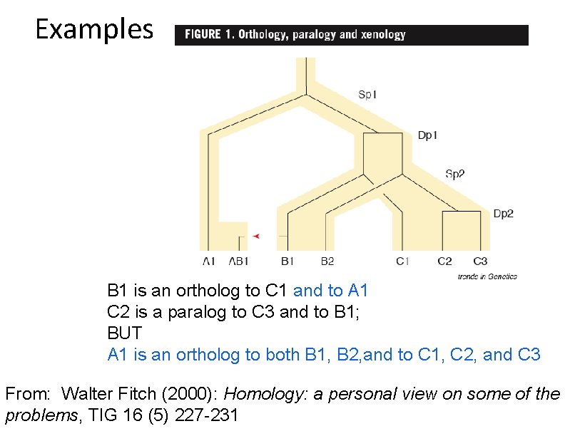 Examples B 1 is an ortholog to C 1 and to A 1 C
