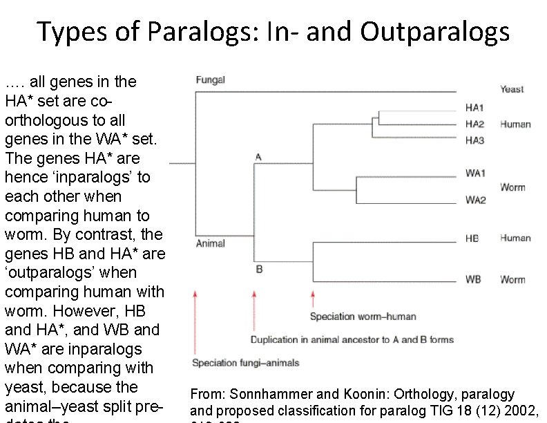 Types of Paralogs: In- and Outparalogs …. all genes in the HA* set are