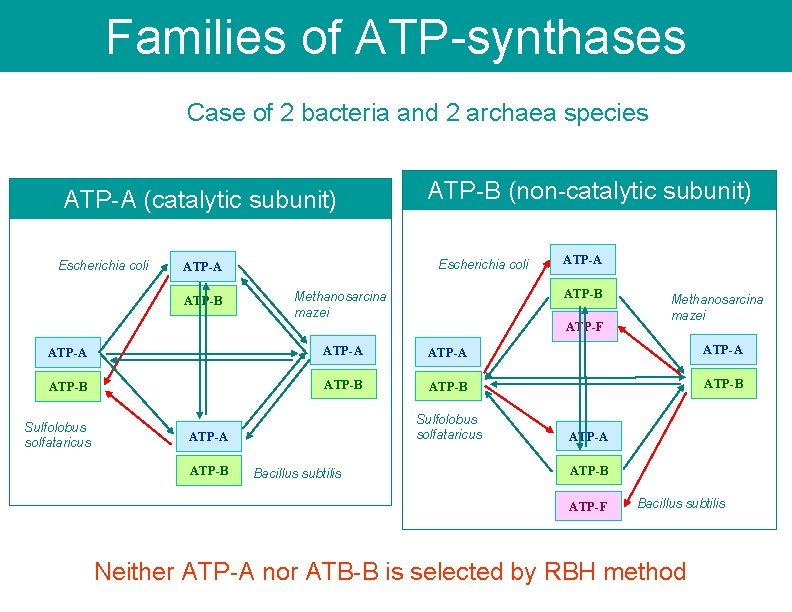 Families of ATP-synthases Case of 2 bacteria and 2 archaea species ATP-A (catalytic subunit)