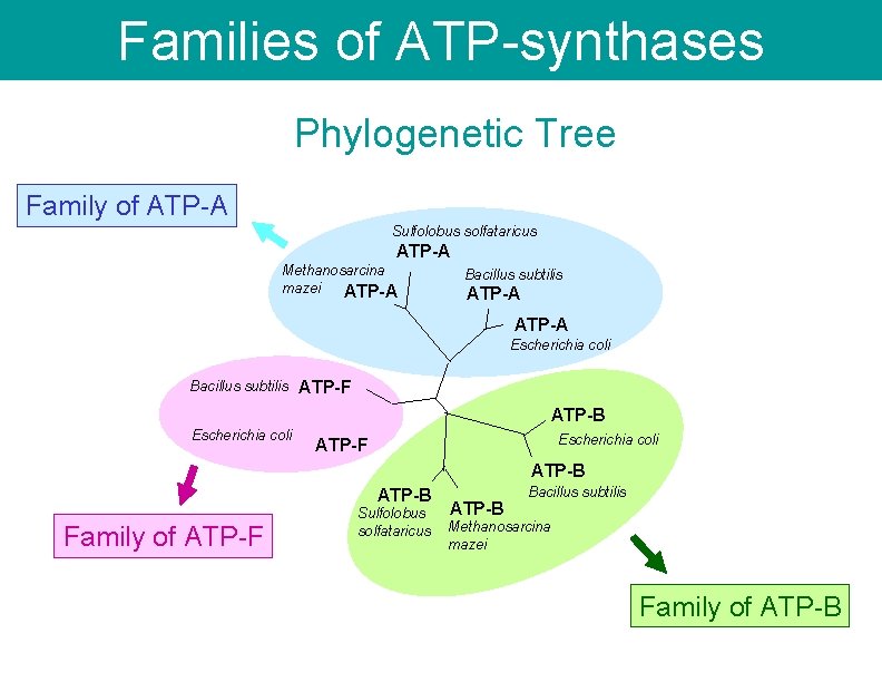 Families of ATP-synthases Phylogenetic Tree Family of ATP-A Sulfolobus solfataricus ATP-A Methanosarcina mazei ATP-A