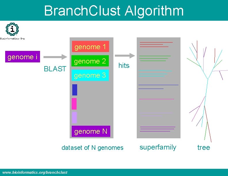 Branch. Clust Algorithm genome 1 genome i BLAST genome 2 hits genome 3 genome