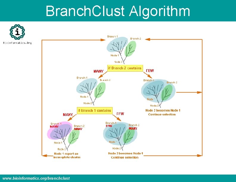 Branch. Clust Algorithm www. bioinformatics. org/branchclust 